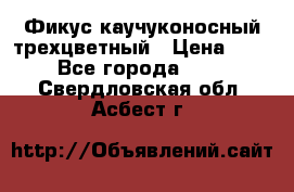 Фикус каучуконосный трехцветный › Цена ­ 500 - Все города  »    . Свердловская обл.,Асбест г.